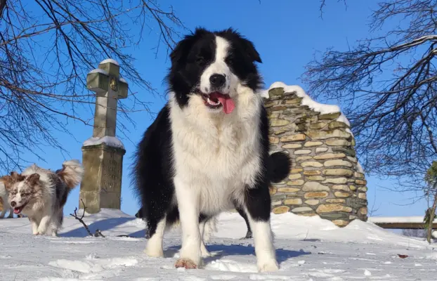 Suczka BORDER COLLIE z Hodowli - Rasowa z pełną dok. - Rezer 6