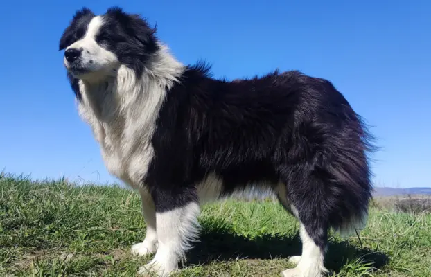 Suczka BORDER COLLIE z Hodowli - Rasowa z pełną dok. - Rezer 8