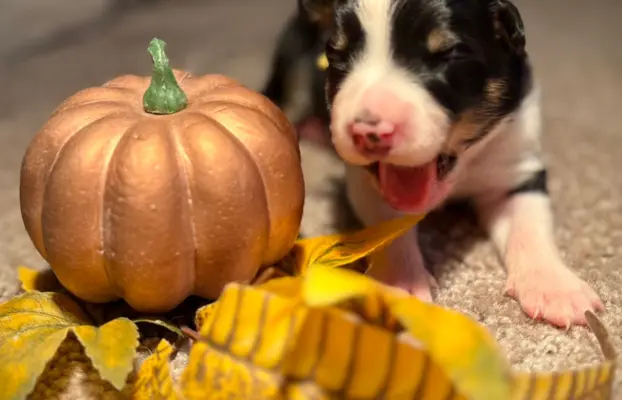 Border Collie szczeniaki 1