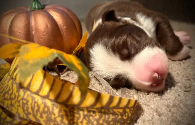 Border Collie szczeniaki 2