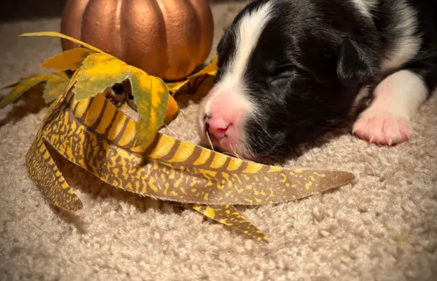 Border Collie szczeniaki 3