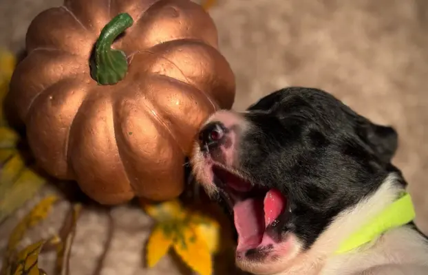 Border Collie szczeniaki 4