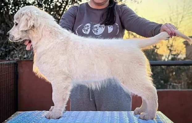 Golden Retriever piękne szczenięta na sprzedaż 1