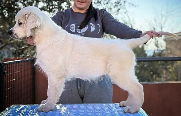 Golden Retriever piękne szczenięta na sprzedaż 2