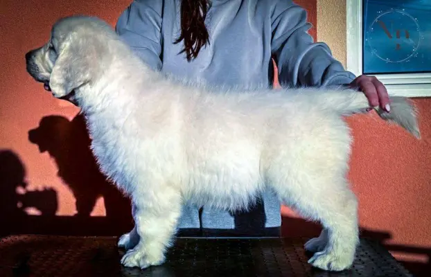 Golden Retriever piękne szczenięta na sprzedaż 4