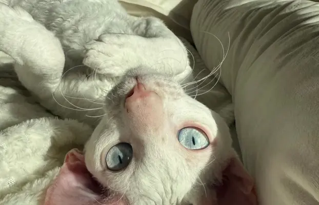 Cornish rex cudowny boy wyjątkowe oczy 1