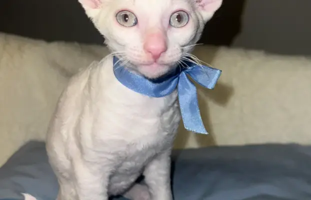 Cornish rex cudowny boy wyjątkowe oczy 4