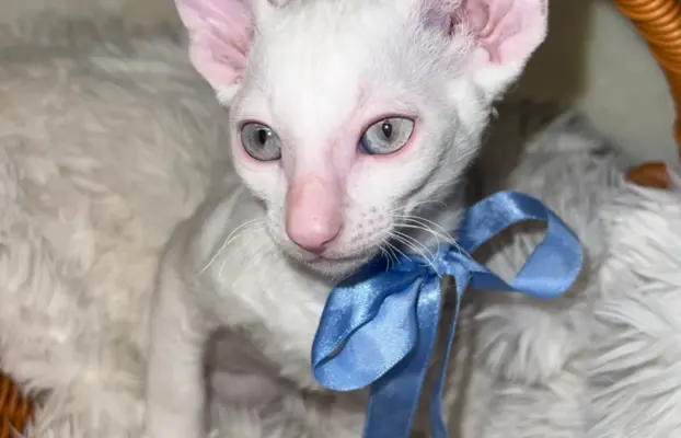 Cornish rex cudowny boy wyjątkowe oczy 6