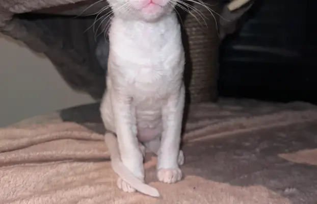 Cudowna kotka cornish rex błyskotka 2