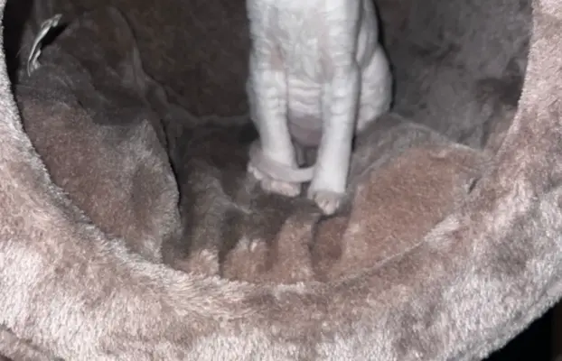 Cudowna kotka cornish rex błyskotka 5