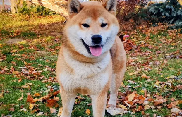 Cztery, czerwone Shiby, trzy pieski i suczka 1