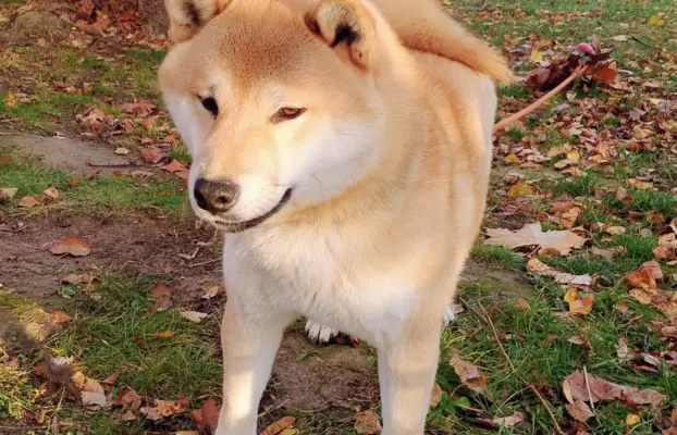 Cztery, czerwone Shiby, trzy pieski i suczka 2