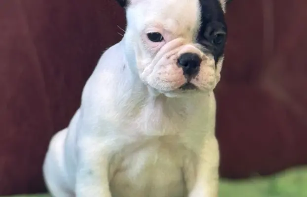 Buldog francuski – szczenięta najwyższej klasy 2