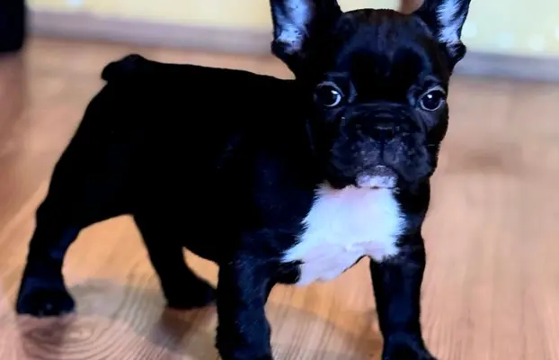 Buldog francuski – szczenięta najwyższej klasy 3