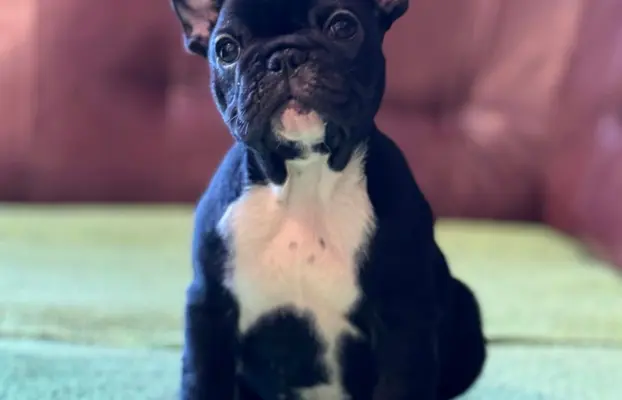 Buldog francuski – szczenięta najwyższej klasy 4