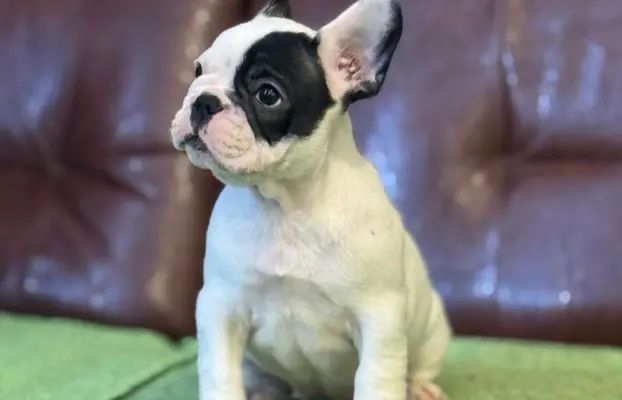 Buldog francuski – szczenięta najwyższej klasy 5