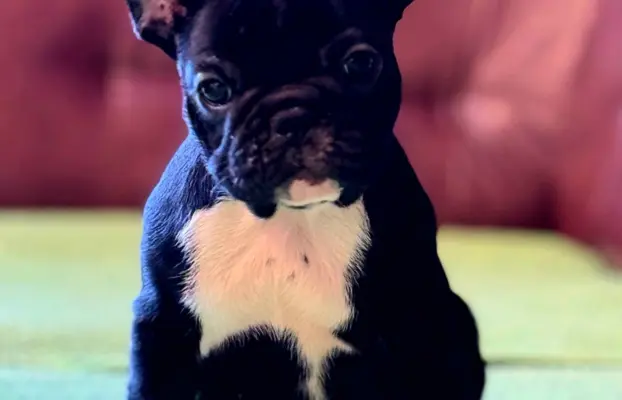 Buldog francuski – szczenięta najwyższej klasy 6