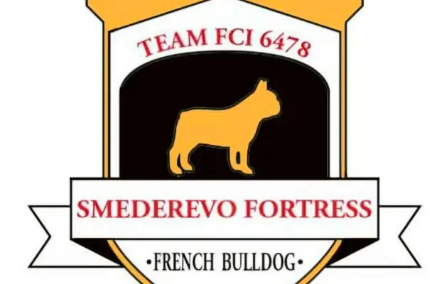 Buldog francuski – szczenięta najwyższej klasy 7