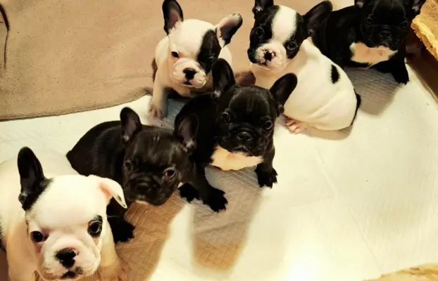 Buldog francuski – szczenięta najwyższej klasy 1