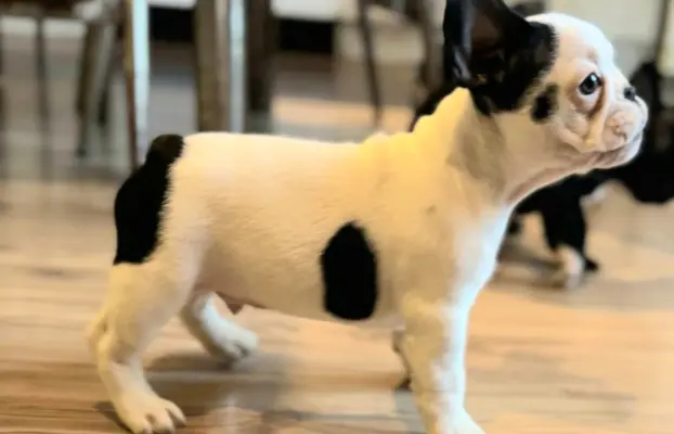 Buldog francuski – szczenięta najwyższej klasy 8