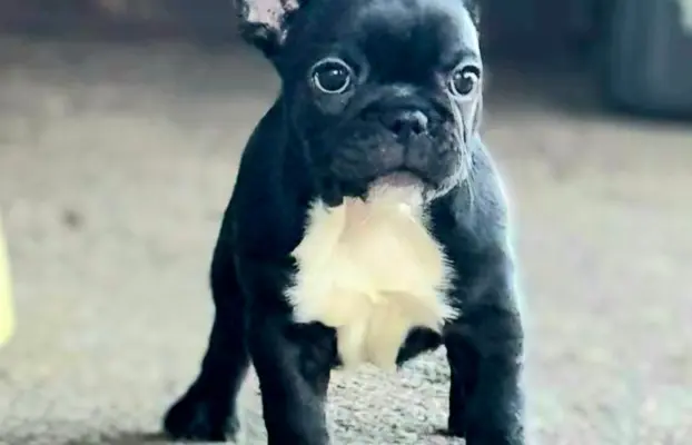 Buldog francuski – szczenięta najwyższej klasy 9