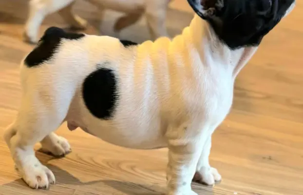 Buldog francuski – szczenięta najwyższej klasy 10