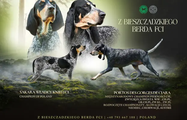 Mały gończy gaskoński - ZAPOWIEDZ LISTOPAD 2025 1