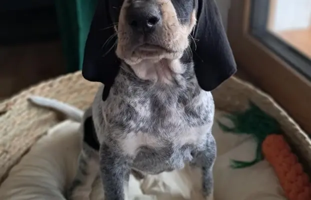 Mały gończy gaskoński - ZAPOWIEDZ LISTOPAD 2025 2