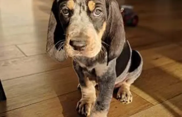 Mały gończy gaskoński - ZAPOWIEDZ LISTOPAD 2025 3