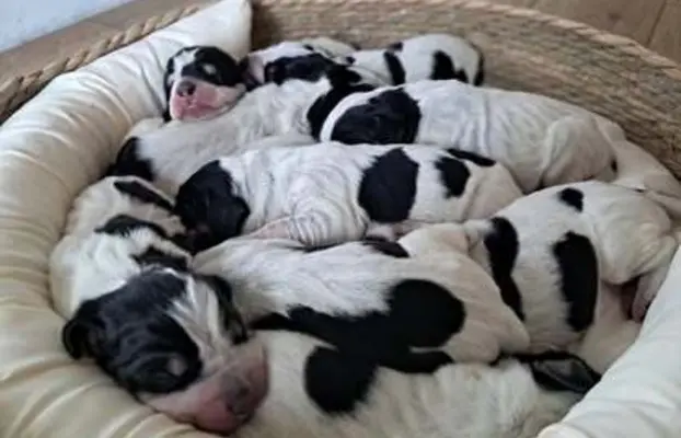 Mały gończy gaskoński - ZAPOWIEDZ LISTOPAD 2025 4