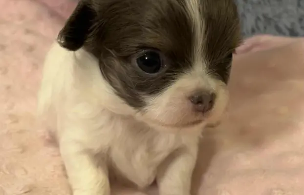 Prześliczna maleńka sunia rasy chihuahua 2