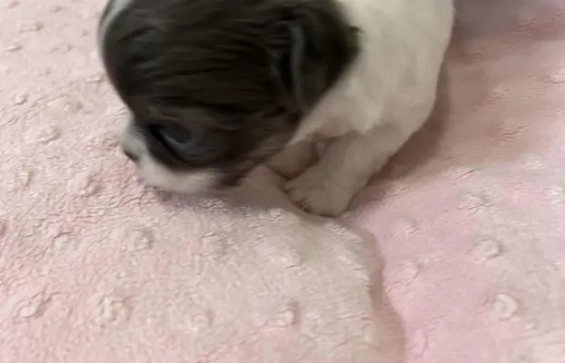 Prześliczna maleńka sunia rasy chihuahua 3