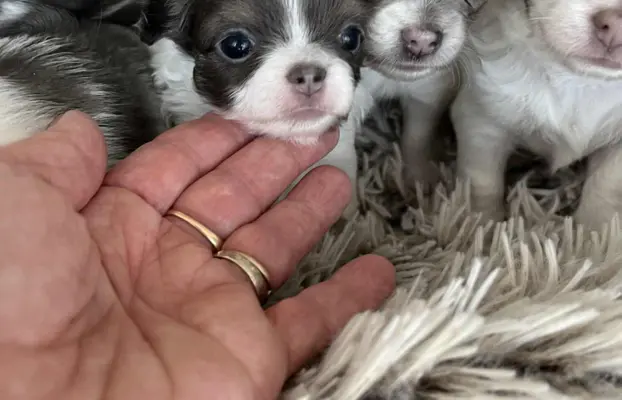 Prześliczna maleńka sunia rasy chihuahua 4