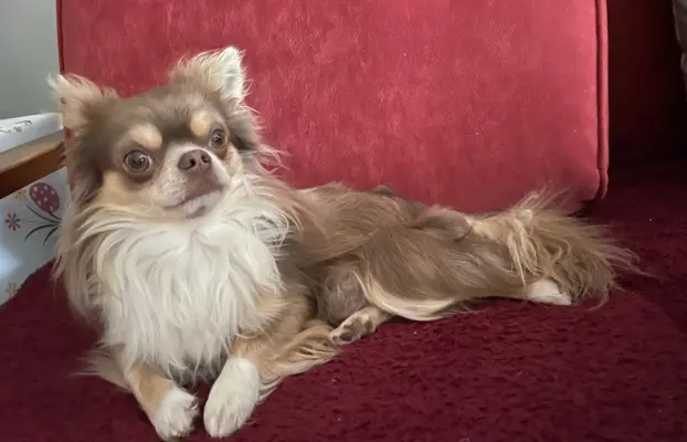 Prześliczna maleńka sunia rasy chihuahua 5