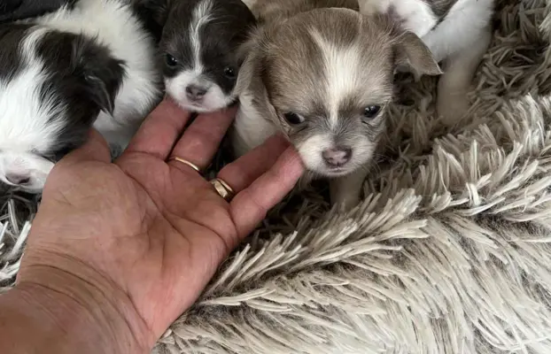 Prześliczna maleńka sunia rasy chihuahua 6