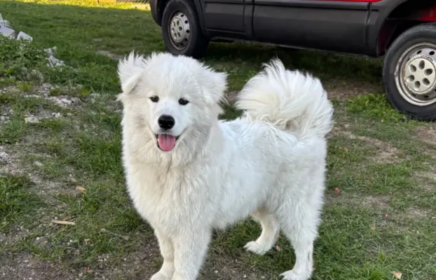 Szczenię Samoyed 2