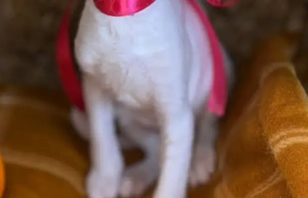 Cudowna kotka cornish rex błyskotka 1