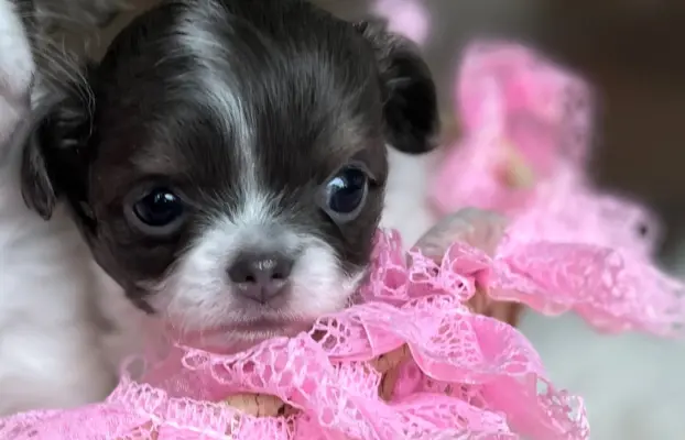 Prześliczna maleńka sunia rasy chihuahua 1