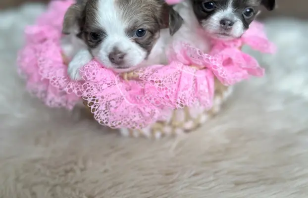 Prześliczna maleńka sunia rasy chihuahua 7