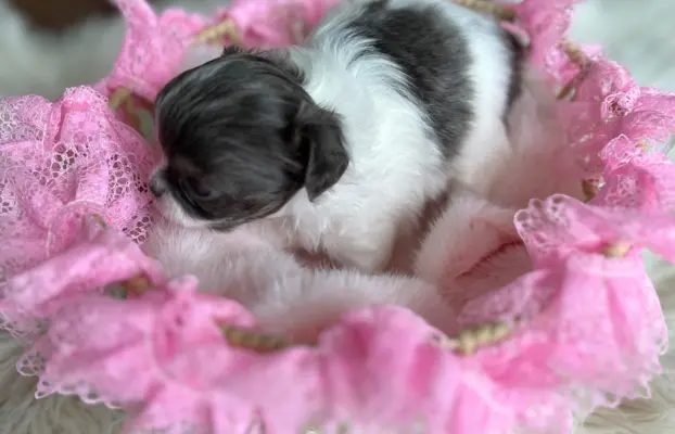 Prześliczna maleńka sunia rasy chihuahua 8