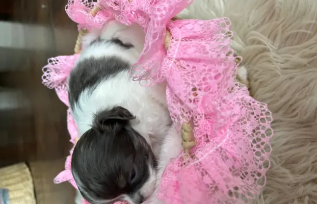 Prześliczna maleńka sunia rasy chihuahua 9