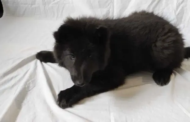 Owczarek belgijski groenendael psy 1