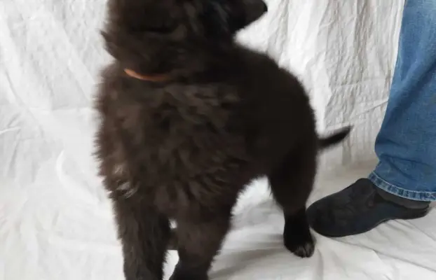 Owczarek belgijski groenendael psy 2