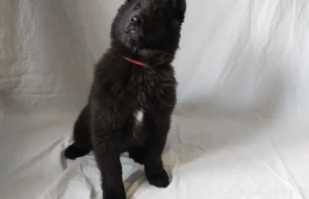 Owczarek belgijski groenendael psy 3