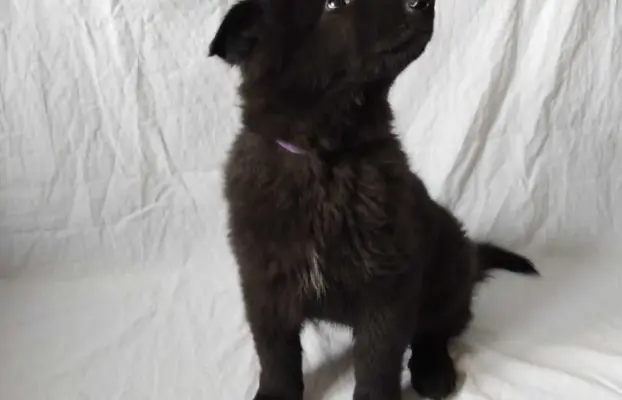 Owczarek belgijski groenendael psy 4