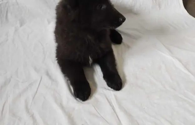 Owczarek belgijski groenendael psy 6