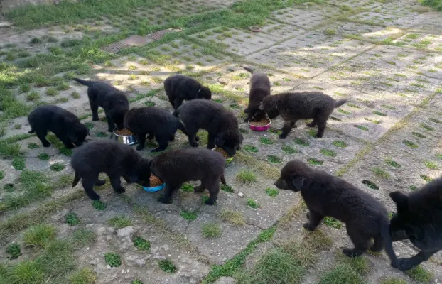 Owczarek belgijski groenendael psy 7