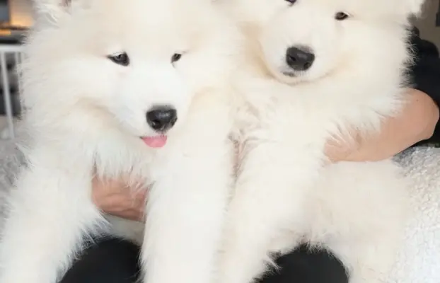 Samoyed piesek 8 miesięcy 5