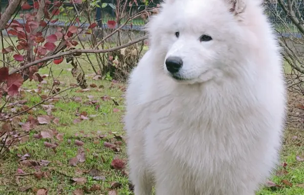 Samoyed piesek 8 miesięcy 2