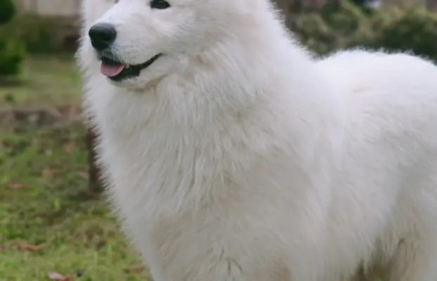 Samoyed piesek 8 miesięcy 1